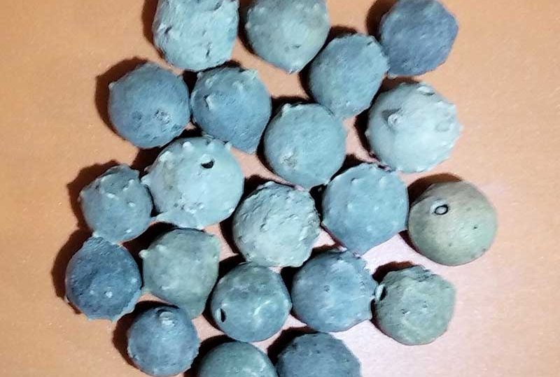 maju-fol মাজু-ফল@chuijhal.com